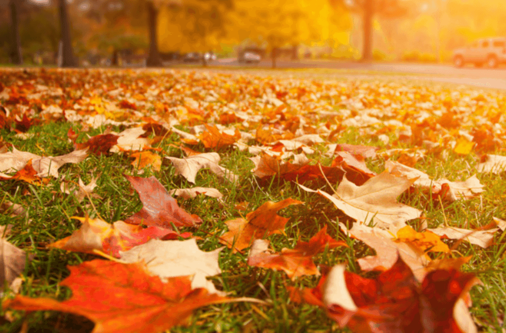 Prepare for Fall With the Help of a Minnesota Landscaping Company