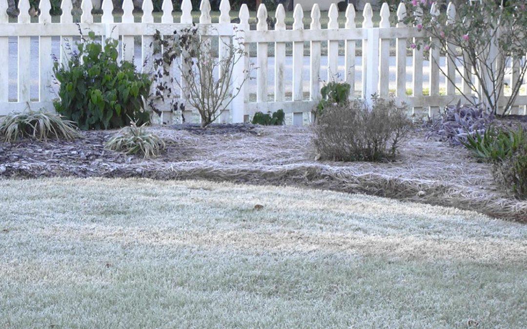 Protect Your Lawn From Frost Damage