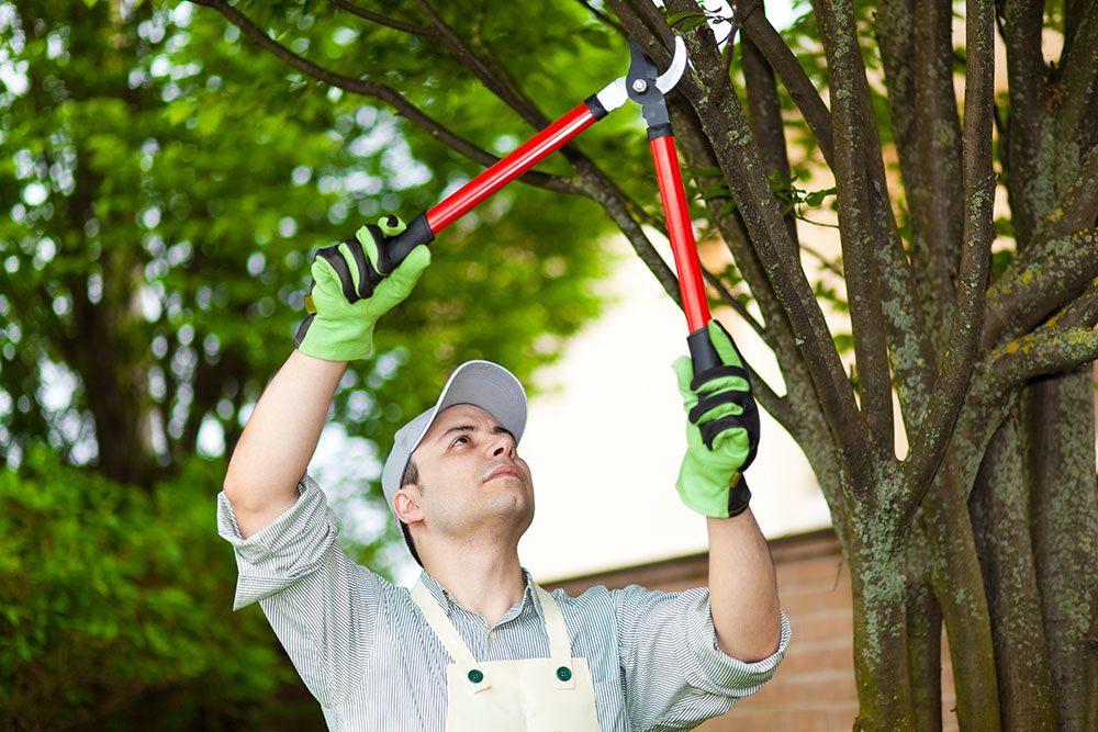 pruning service