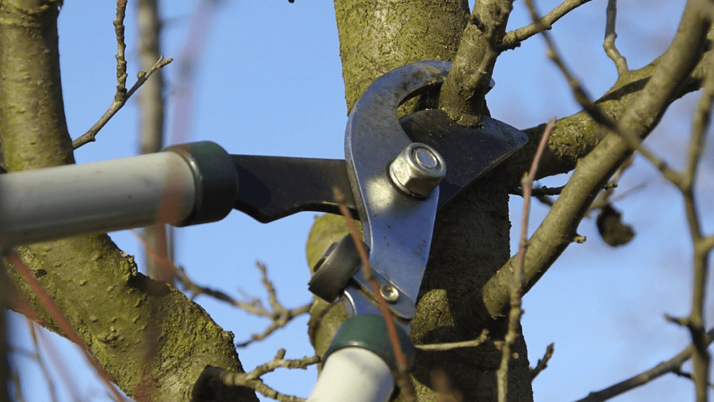 pruning service