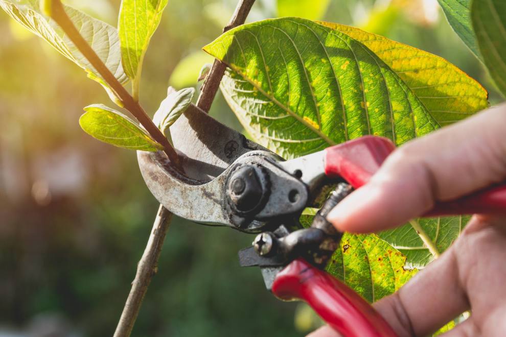 pruning service