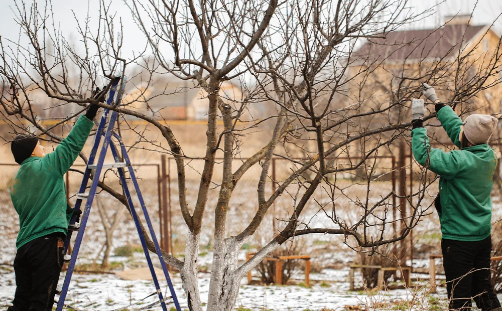 tree pruning