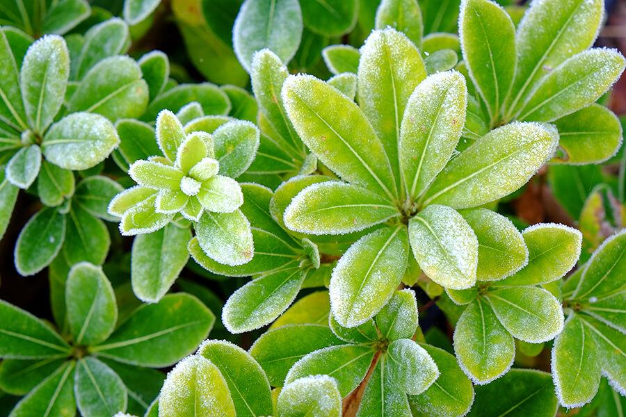 winter damage to shrubs