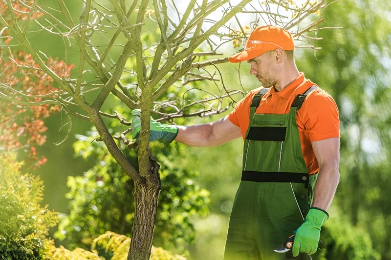 tree care