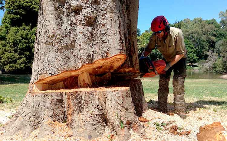 cut down a tree