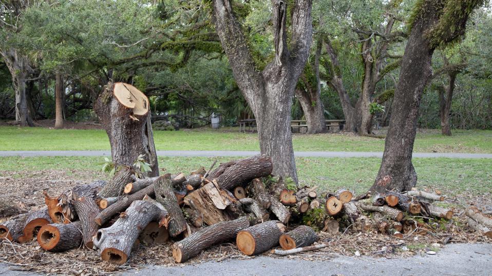 tree service in minneapolis