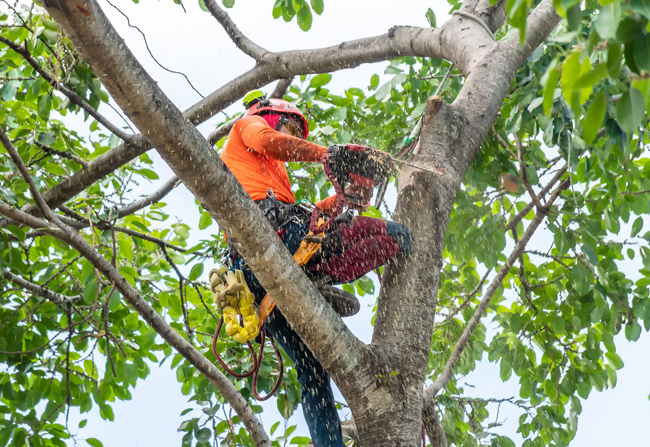 Tree Service in Minneapolis, MN: Why You Should Give Your Trees Attention