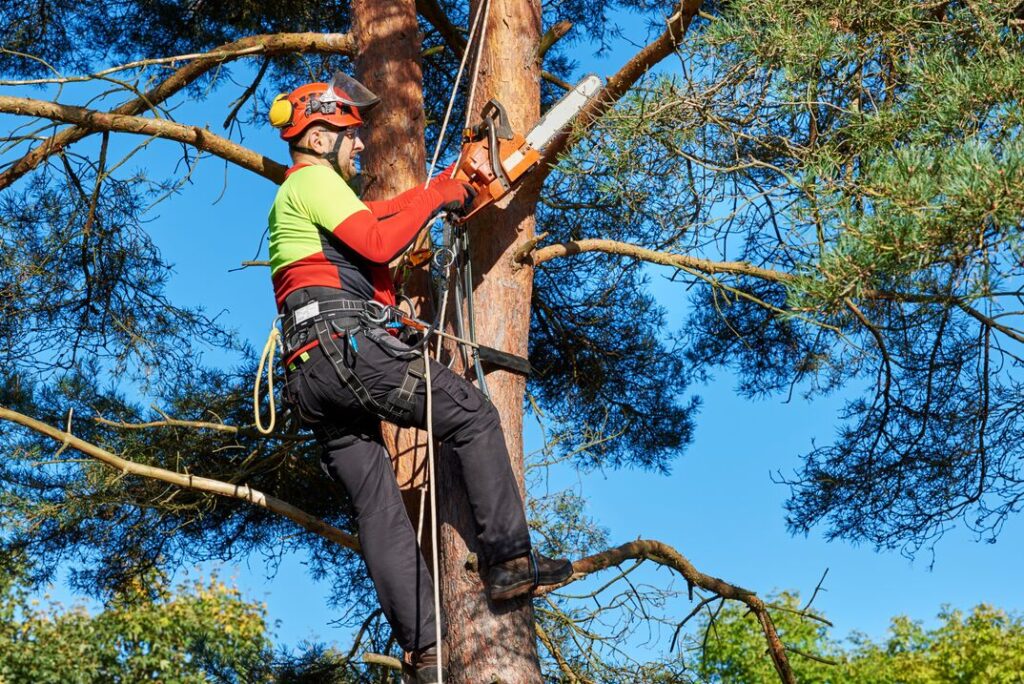 tree service in Minneapolis