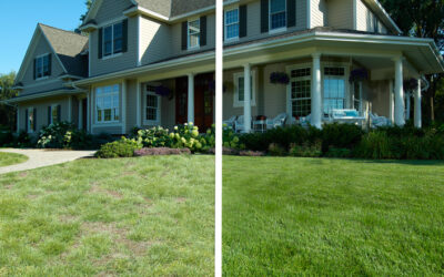 Lawn Restoration in Otsego MN: 7 Steps for a Beautiful Restoration
