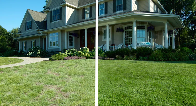 lawn restoration