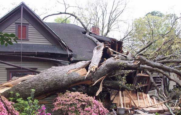 What to Do When a Tree Falls on Your Commercial Property