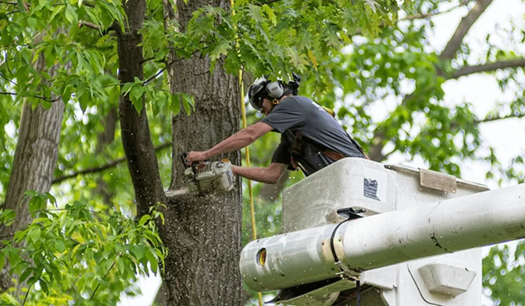 How to Remove a Dead Tree: 5 Steps