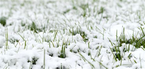 What Happens To Your Lawn During Cold Weather?