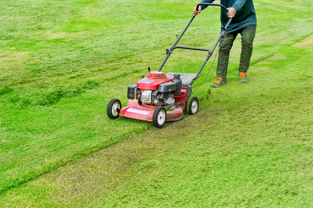 Lawn Scalping After Mowing